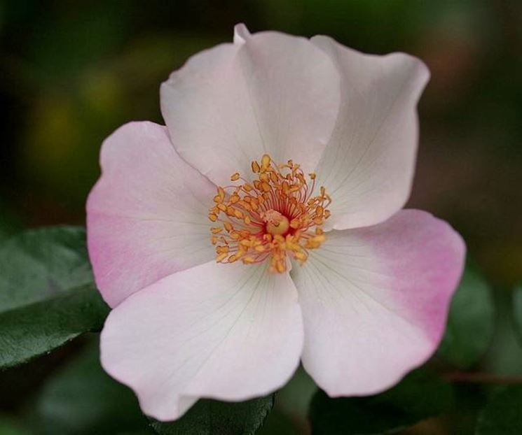 rosa botanica