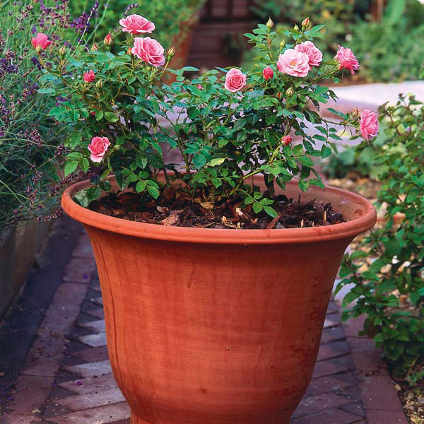 rosa patio in vaso