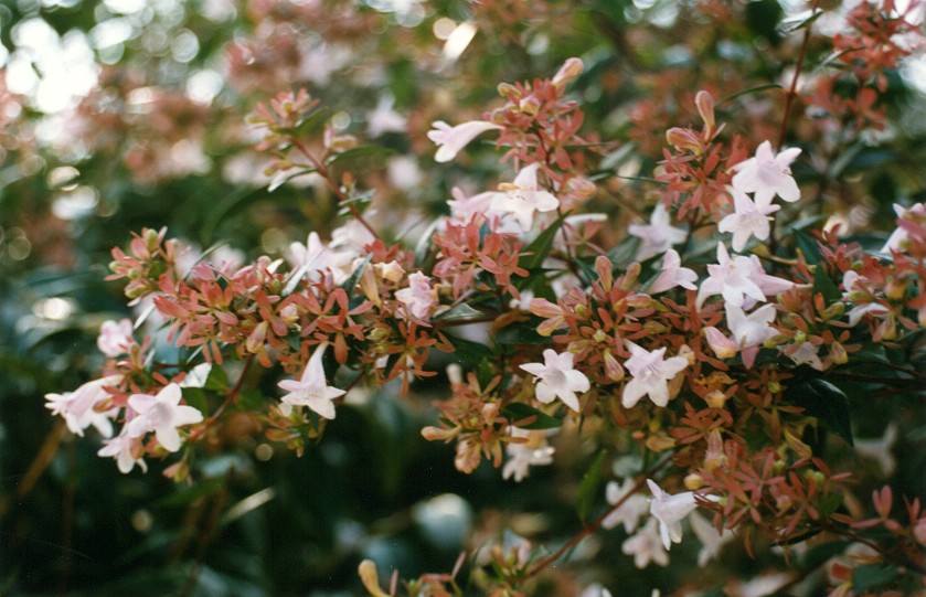 fiori e foglie abelia grandiflora