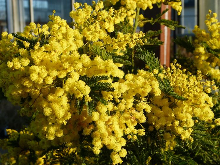 fiori di mimosa