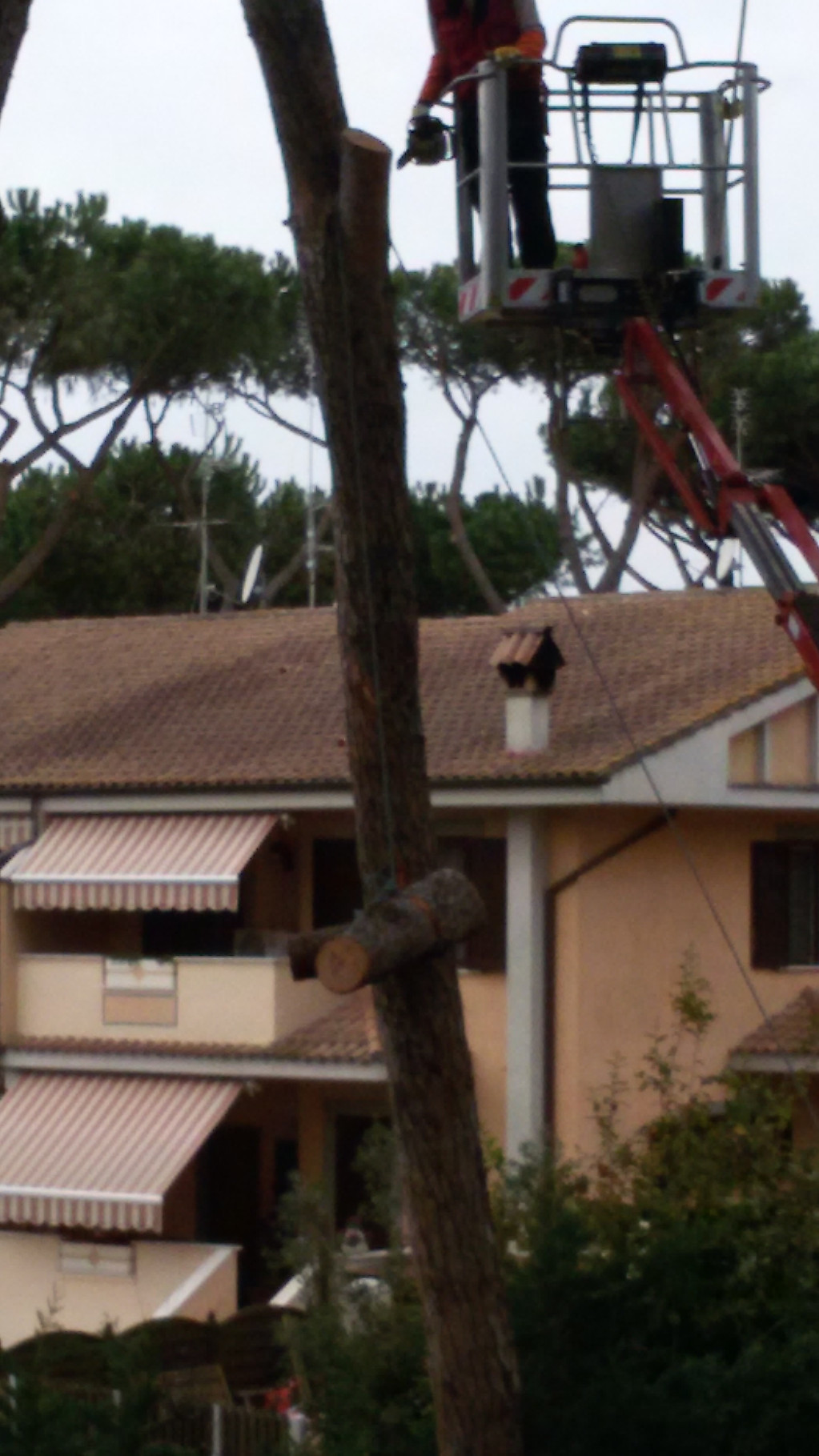 foto abbattimento pino