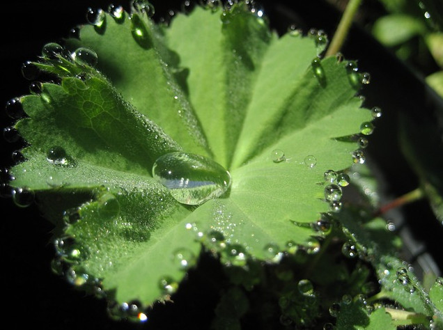 folgia di erba stella con goccioline di acqua