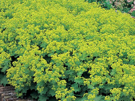 massale di Alchemilla mollis