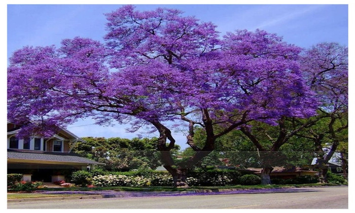 fioritura Paulownia tomentosa