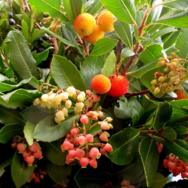 Foglie, fiori e frutti del corbezzolo