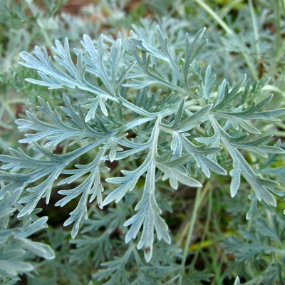 L’assenzio maggiore (Artemisia absinthium)