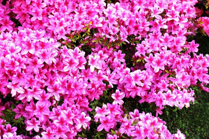 L’azalea e il rododendro