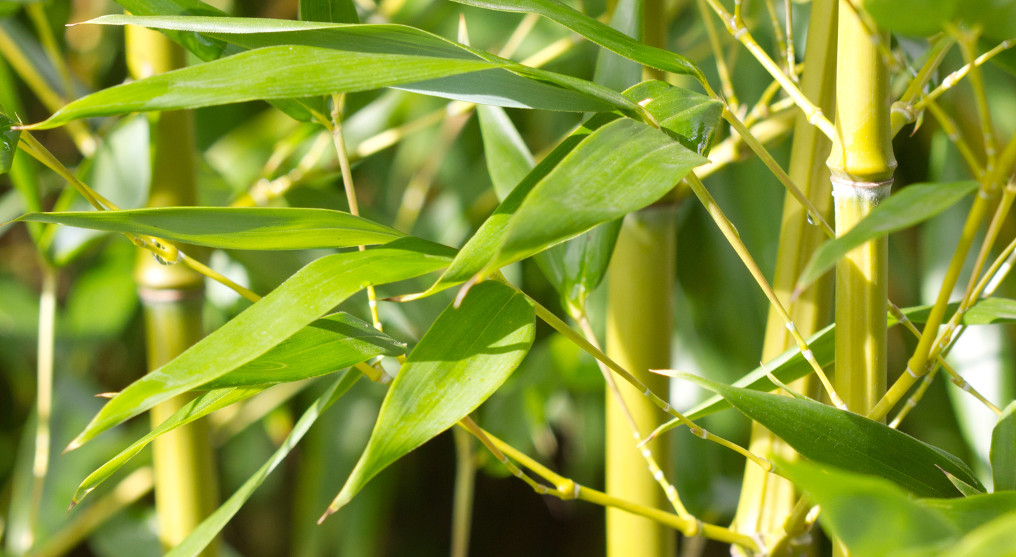 Il bambù