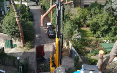 L’abbattimento controllato degli alberi in città