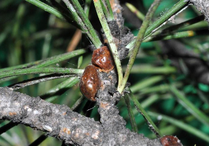 Cocciniglia tartaruga (Toumeyella parvicornis) su pino domestico e pino marittimo: un po’ di informazioni per fare chiarezza