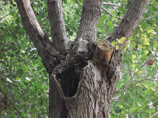 capitozzatura albero