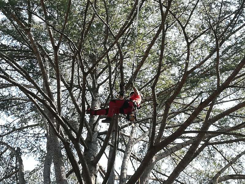 potatura cedro tree climbing