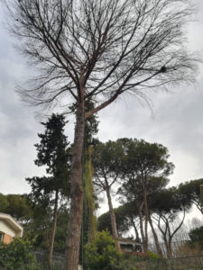 approntamento cantiere tree climbing