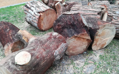 Abbattimento in tree climbing di Pinus pinea a Roma