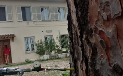 Endoterapie su pini domestici contro la Toumeyella parvicornis