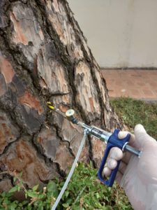 endoterapia toumeyella pino endoterapia su pino domestico contro la Toumeyella parvicornis